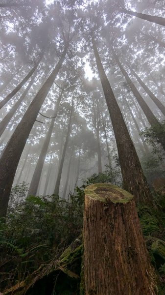 橫沙笛縱走 (木馬古道、橫嶺山、沙蓮山、笛吹山)2550357