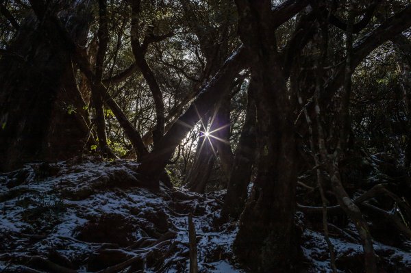 【塔曼山】雪季的糖霜白雪森林1234621