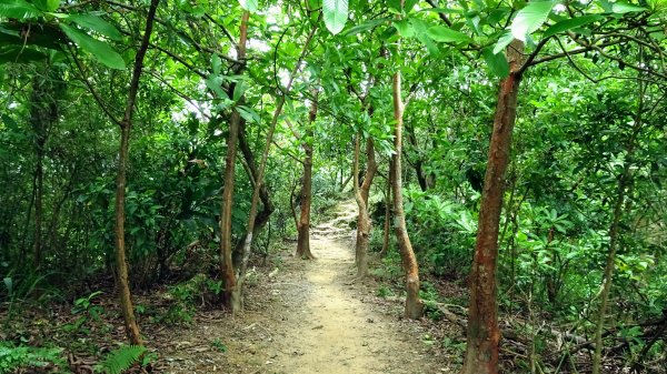 福州山,中埔山,黎和生態公園2234137