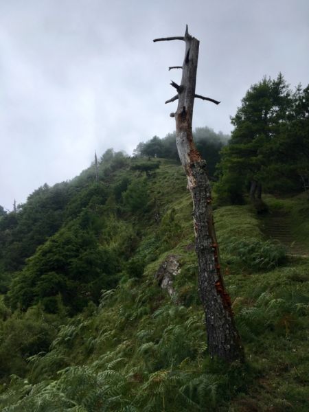 鹿林山388554