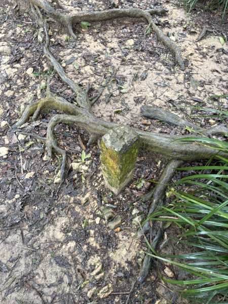 20251227尾寮山登山步道2970525