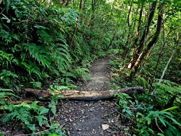 枋山坑古道(淡蘭中路)-新北市坪林區2882700