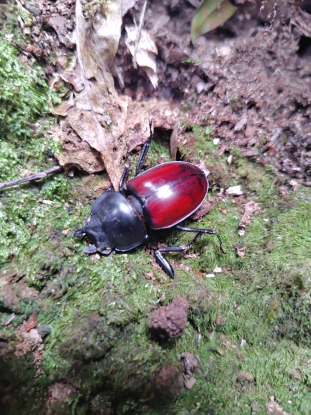 長壽山、肥崠山、醜崠山、大崠山、大崠山經建版2931958