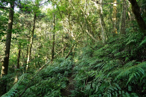 新北 烏來 火燒樟山、落鳳山2557695