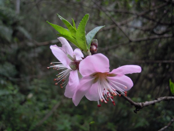 花蓮南安瓦拉米步道201102021956901