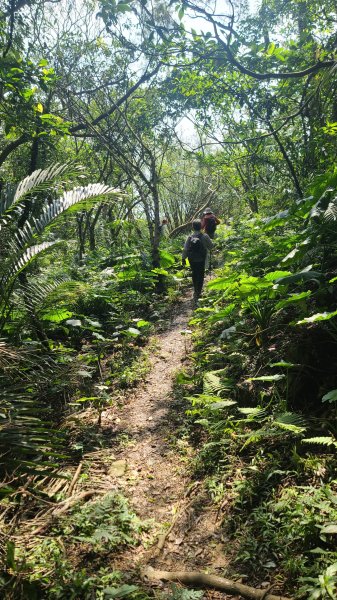 2025-0204 鶯歌_大凍山_三角埔頂山_迴龍2707864