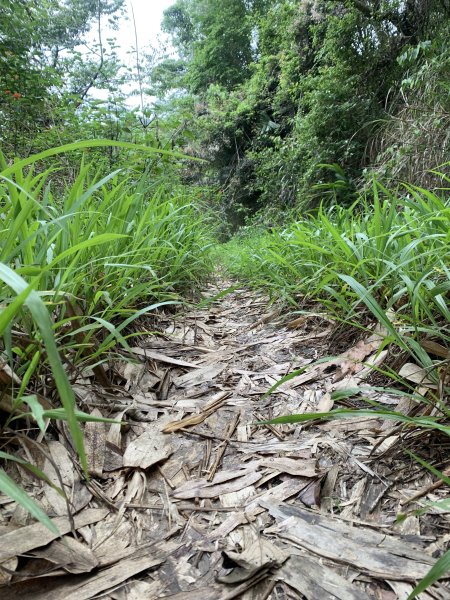 20240525高雄番子寮山-番子寮山主峰2517803