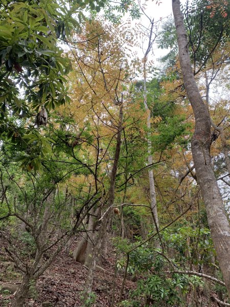 20250403高雄頂荖濃山2757165