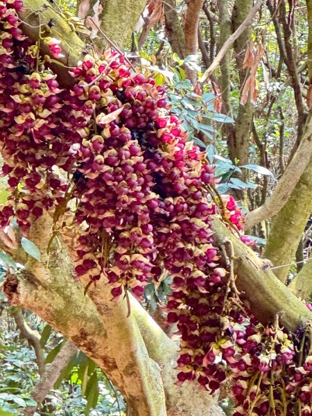 草尾嶺血藤滿山開3019009