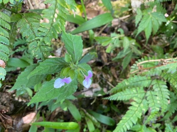 步道巡訪員 l 聖母登山步道109年七月份巡訪1052989