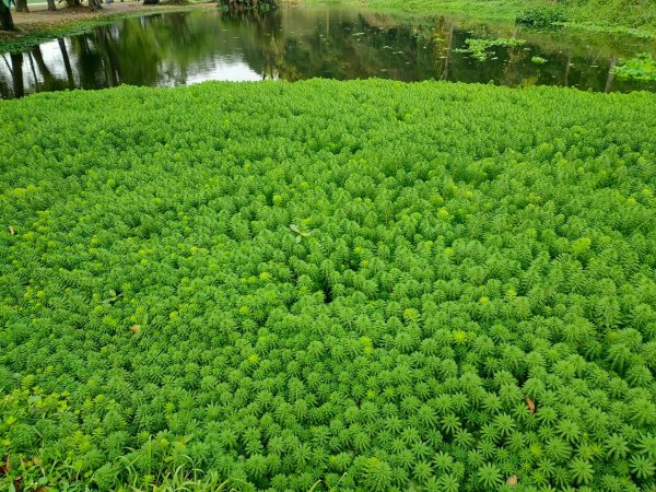 大溪［山豬湖生態園區］+［中庄吊橋］2231693