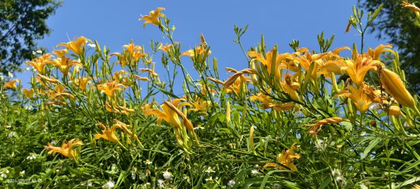 追花是簡單的快樂，賞花是恬淡的幸褔 #LO百合 #金針花 5/123053116