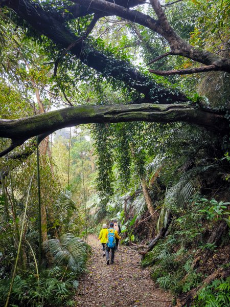 2025-03-08 汶水三山：金童山、汶水山、玉女山 連走2736546