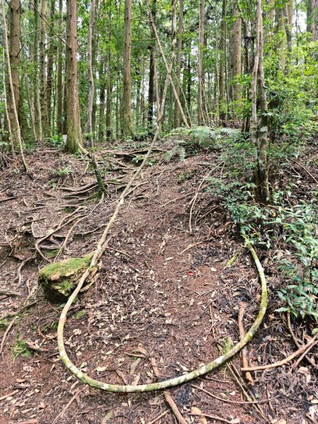 野馬瞰山步道-2025森遊竹縣皮皮獅探險隊2895234