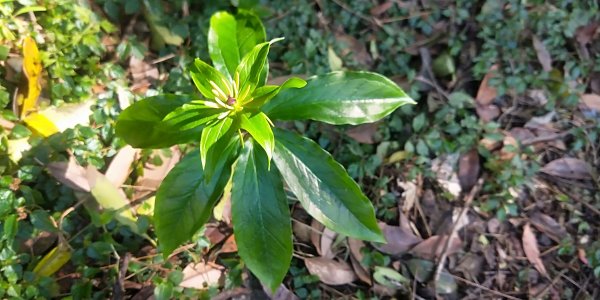 大屯自然公園，菜公坑山，巴拉卡山，逛逛趣1275487