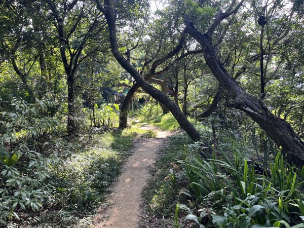 [微笑山線_第五段] 2025_0705 天上山系_五尖山2830308