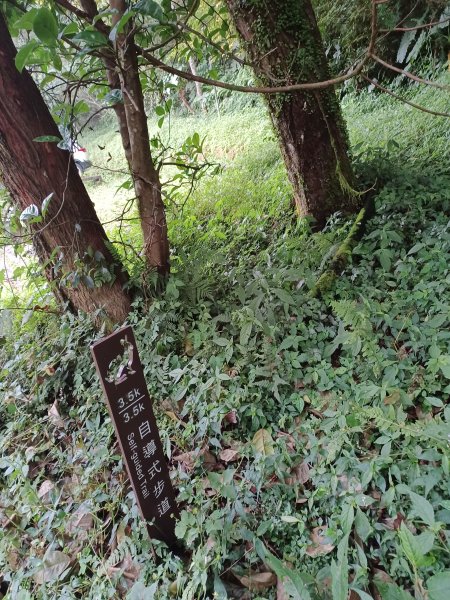 【桃園復興】台灣百大必訪步道。 東眼山森林遊樂區-東眼山自導式步道2835951