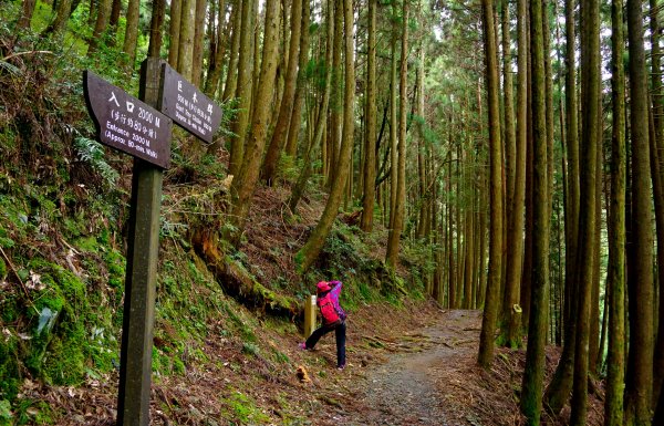 檜山巨木森林步道481540