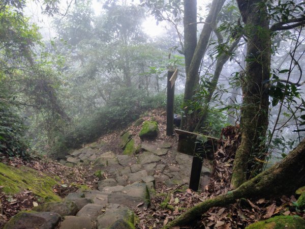 金柑樹山(小百岳#54)：留龍頭進、溪頭出1504906