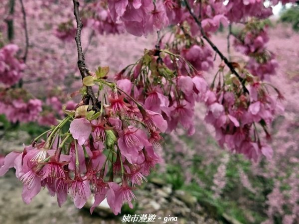 【台中和平】2026福壽山農場千櫻園賞櫻季3010688
