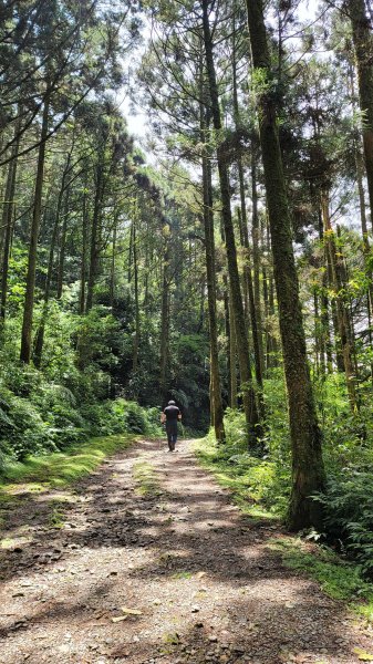 坪溪古道森林浴逍遙行2115248