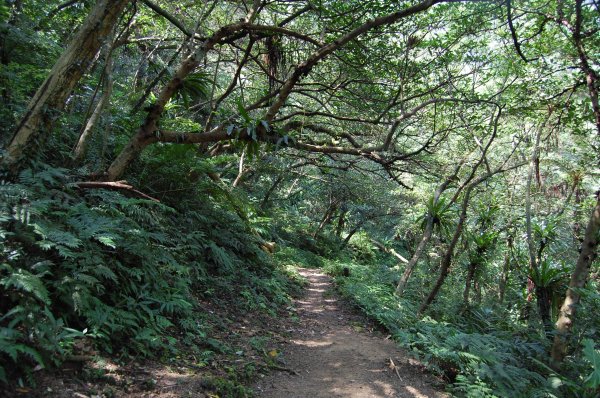 深坑炮子崙步道1960555