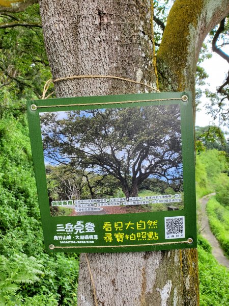 【南投|貓囒山】1049754