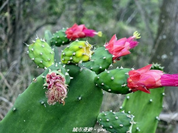 【高雄大社】小百岳大社觀音山步道3013126