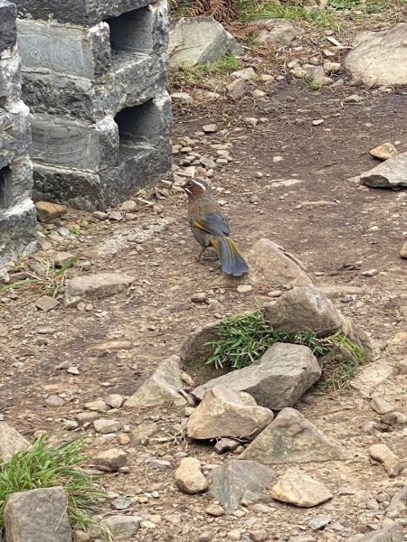 塔塔加黑森林2668050