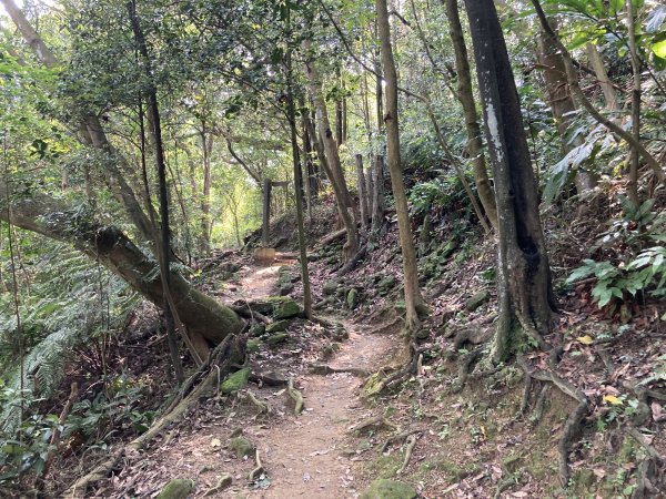 大棟山登山步道2496070