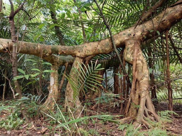 貢寮區龍洞坑古道+苦苓嶺+南雅山+海園古道O型2954611