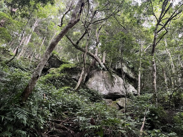 [皮皮獅探險隊-07/10] 2025_0719 油羅山步道2842703