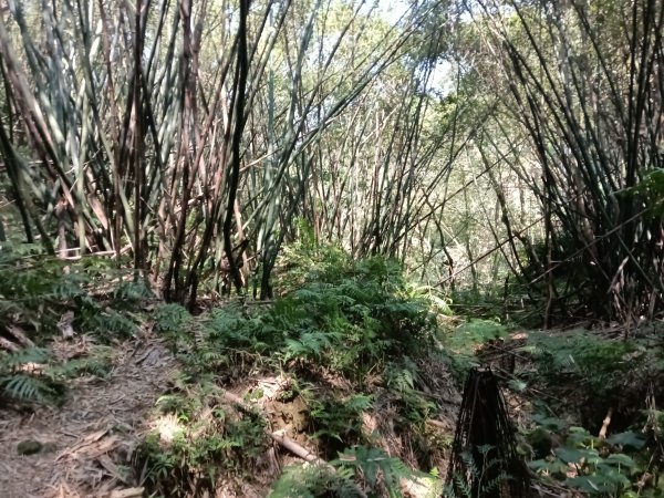 王公坑山血藤花2746273