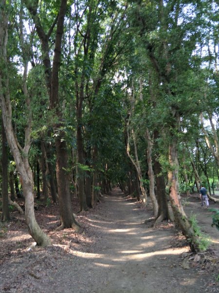 西瓜山森林步道(虎山森林步道)1461410