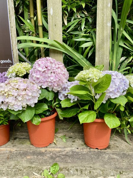 《陽明山的山林片刻｜沿著青春嶺路走向山野的綠意》2939249