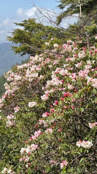東埔-排雲-玉山西峰-玉山主峰2753210