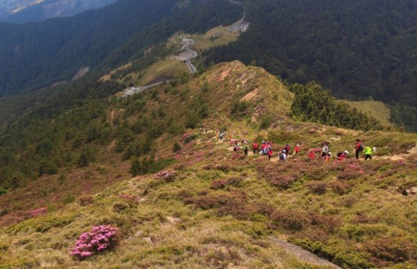 紅毛杜鵑 合歡北峰338940