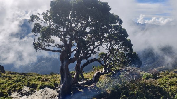 合歡山北峰 小溪營地 鷹角石 合歡北峰名樹