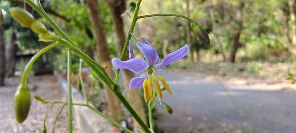 2026/03/08-毘盧禪寺步道+七星崗3013873
