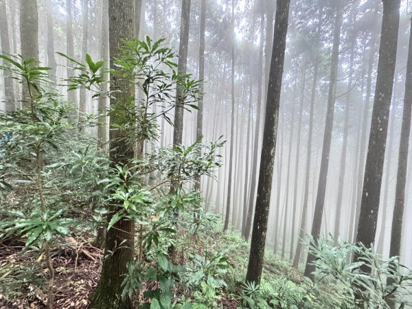 光天高山 - 向天湖山(小百岳32) 小O一圈2876738