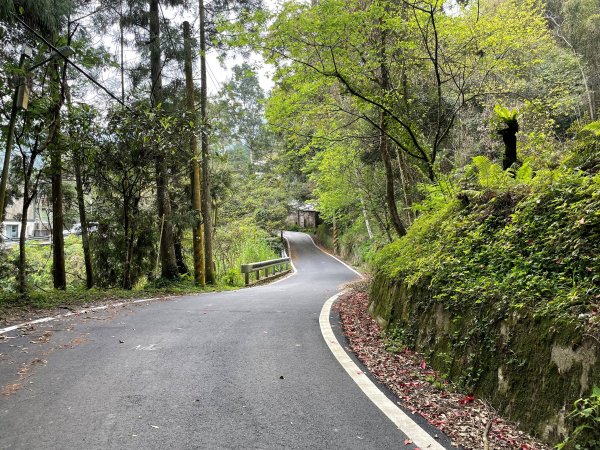 原始密林-向天湖山與光天高山11103151643717