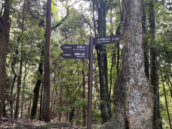 加里山 大坪登山口 杜鵑嶺 加里山P形1900970