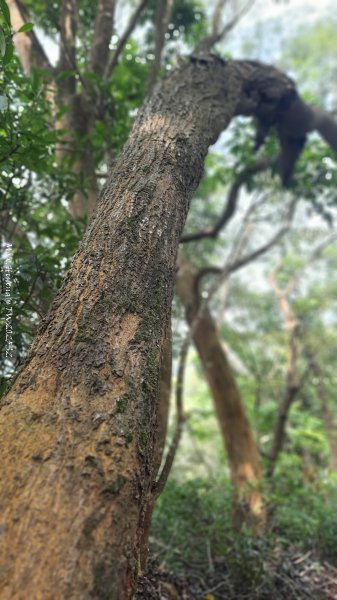 《台中》悠然雅緻｜后里毘盧禪寺小O精華步道202504042752324