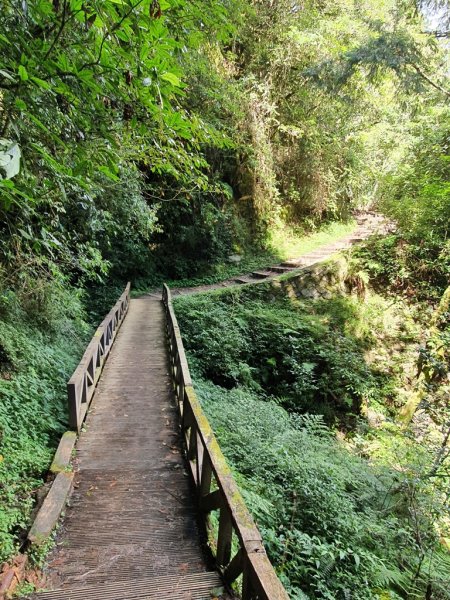 【阿里山】特富野古道1093714