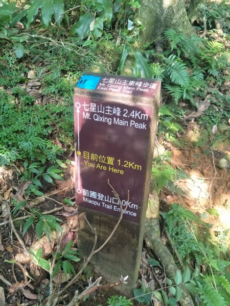 七星山主、東峰登山步道1682132