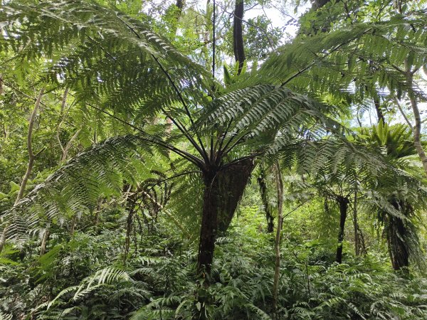 [百山百鳥尋旅-09/15] 2025_0920 滿月圓國家森林遊樂區步道群2893066