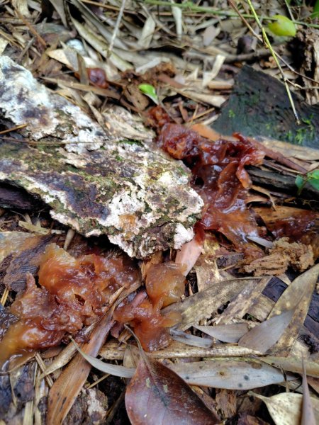 矢場谷山連走勃子山2804957