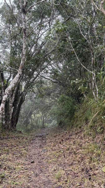20260203小百岳月眉山鯉魚山2994878