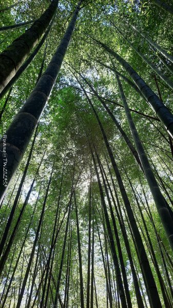 《南投》溪頭三秀｜溪頭山竹崙山志騰山O繞樟仔林林道202509212893451