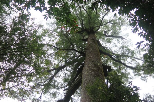 20161109-10_奇萊南華873692